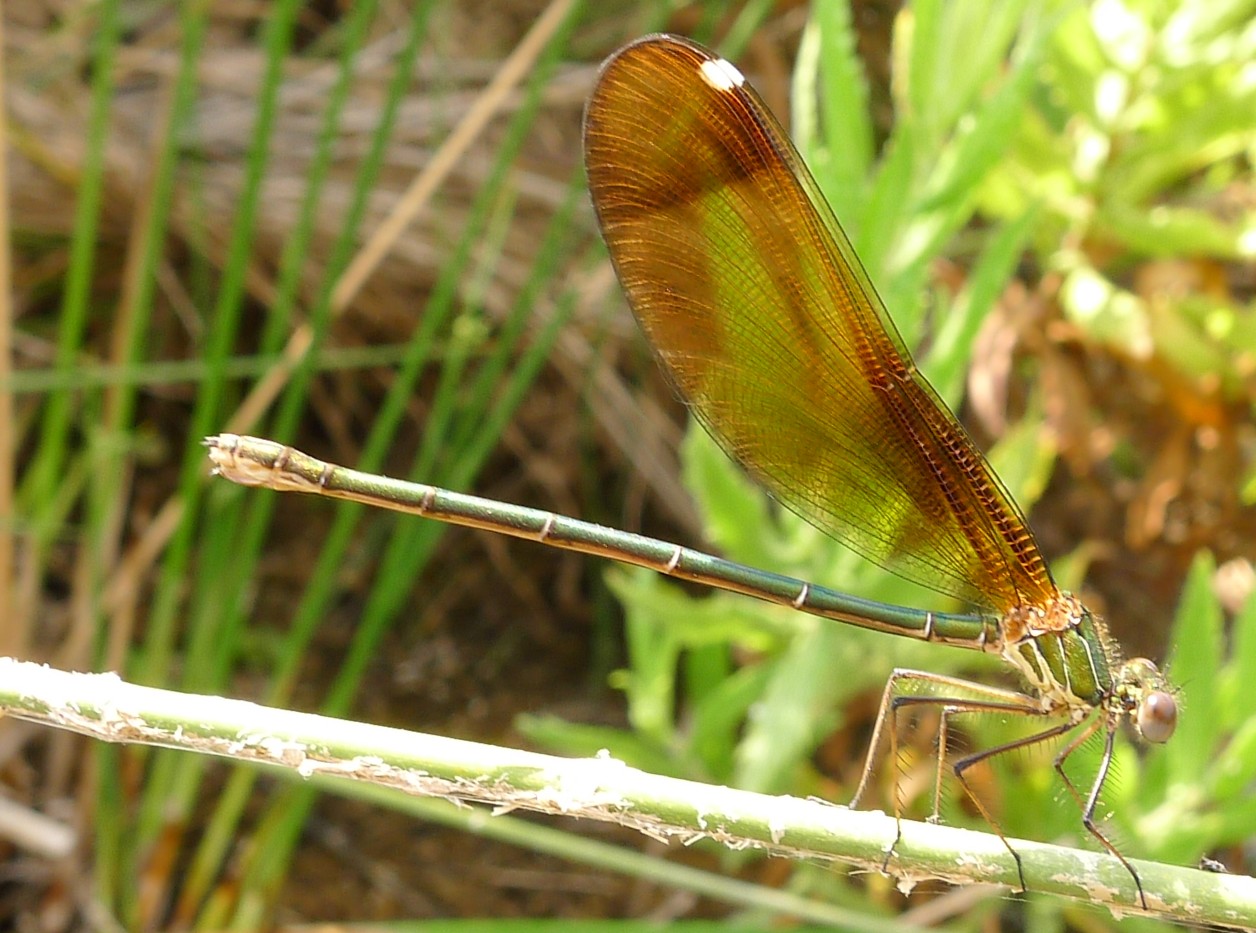 Calopteryx haemorrhoidalis M e F (?)